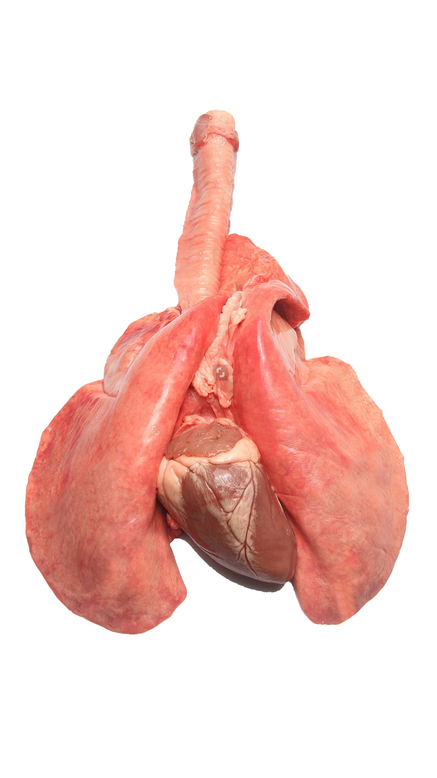 Sheep Lungs With Heart